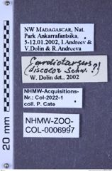 Etiketten zu Dicronychus discolor (Schwarz, 1901) (NHMW-ZOO-COL-0006997)